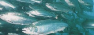 銀鮭の養殖